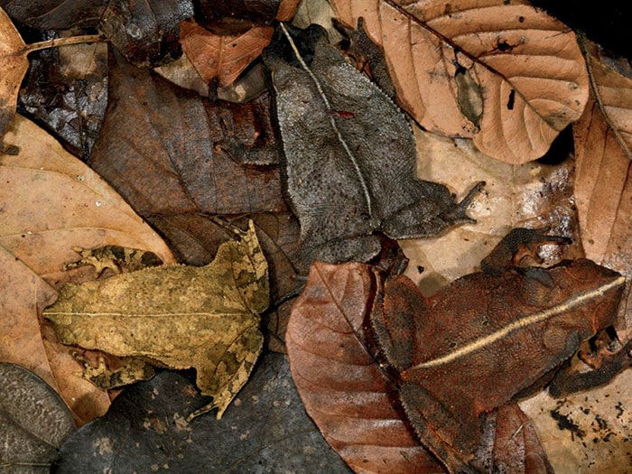 These Animals Have Mastered The Art Of Nature’s Camouflage