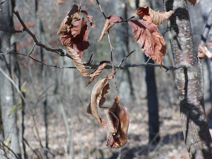 These Animals Have Mastered The Art Of Nature’s Camouflage