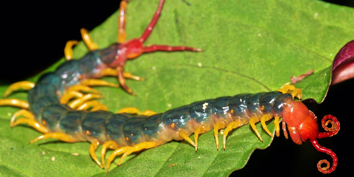 The World’s Creepiest Insects That Will Make Anybody’s Skin Crawl