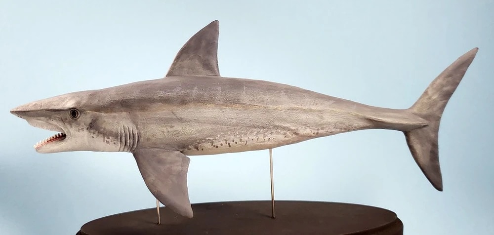 A List of Ancient Sharks from Small to Scary