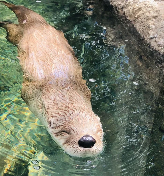 Heartwarming Otter Facts That Will Make Your Day A Little Brighter