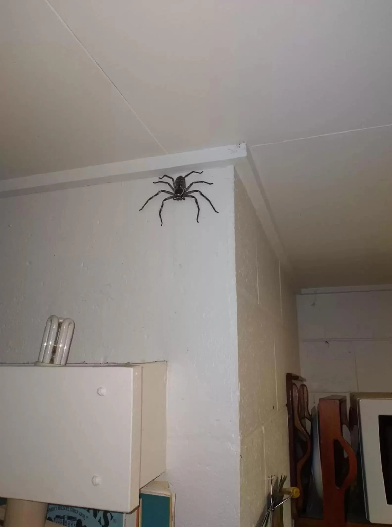 Scariest Spider Encounters That Will Make You Say “Burn It Down”