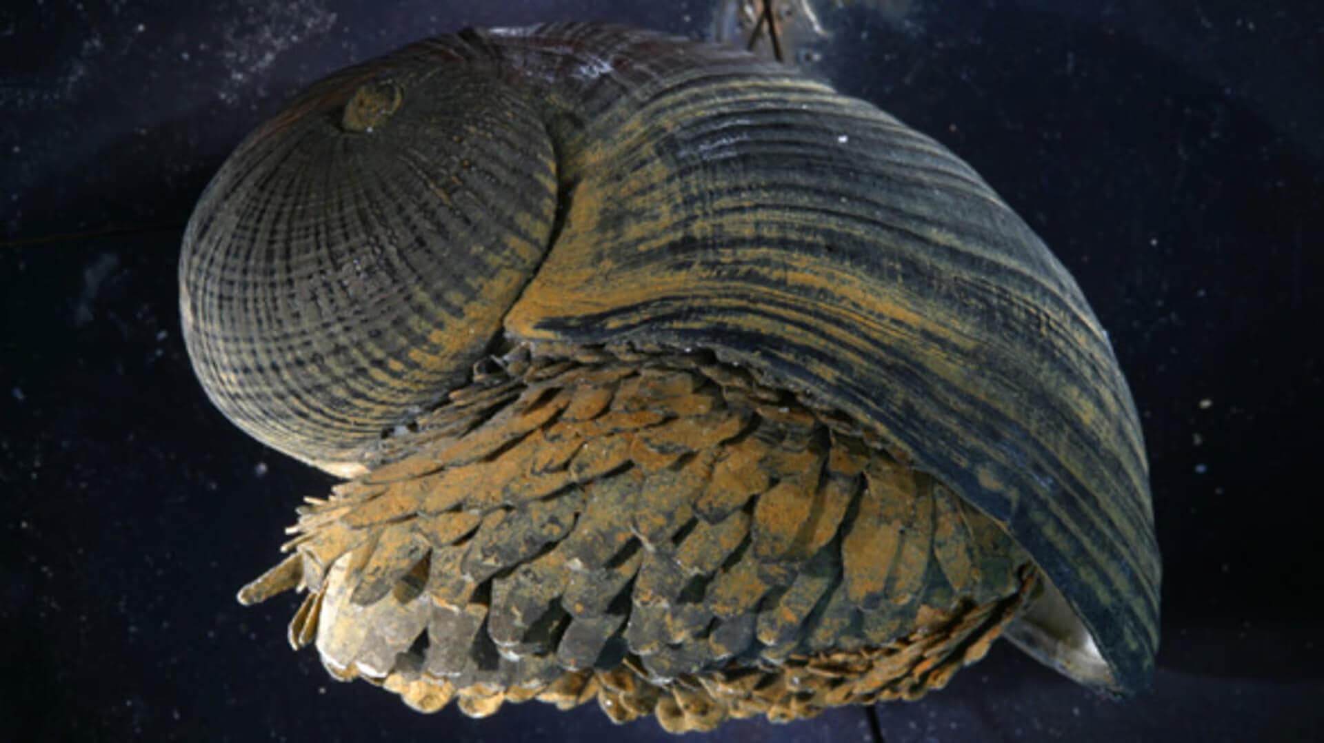 Otherwordly Sea Creatures People Rarely See