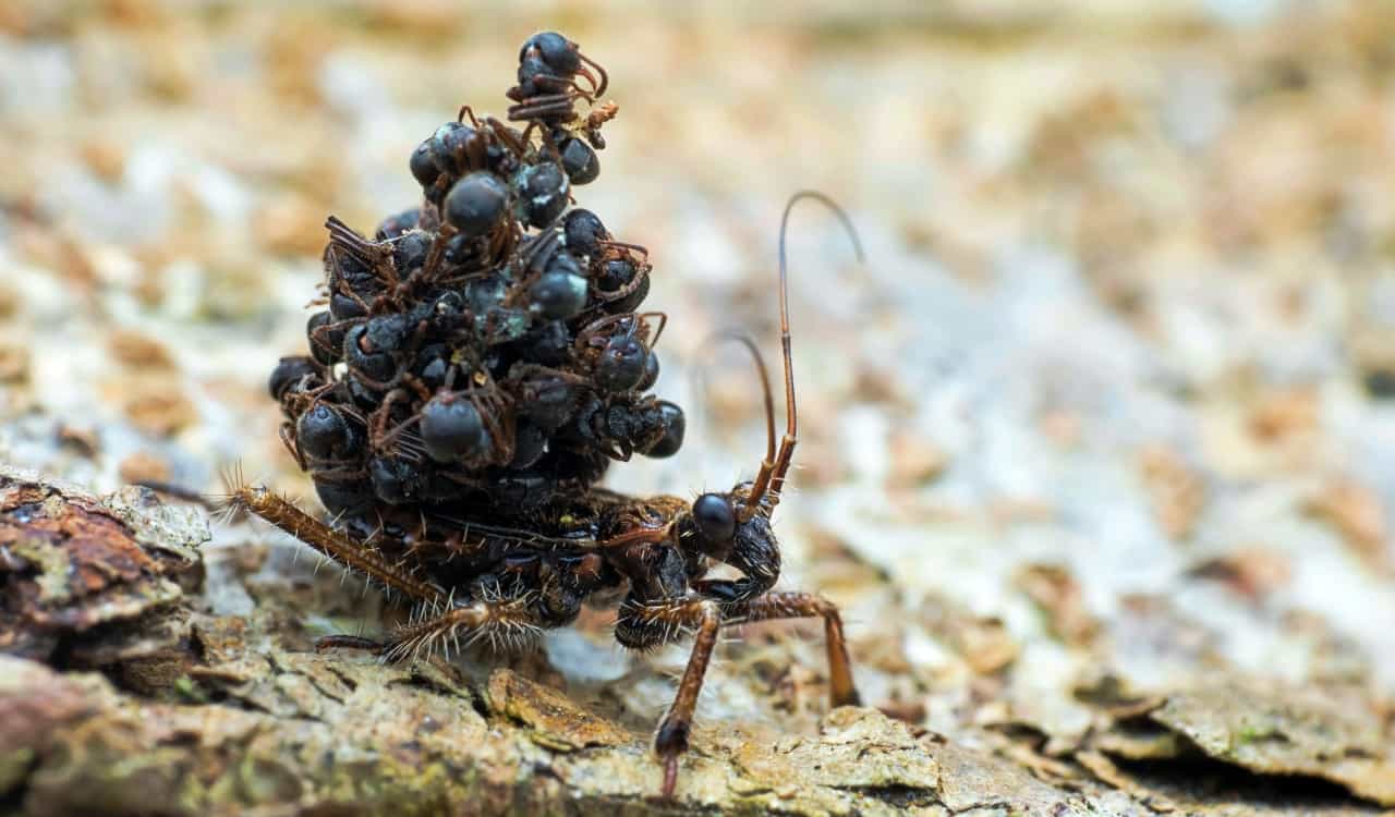 The World’s Creepiest Insects That Will Make Anybody’s Skin Crawl