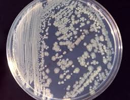 Extraterrestrial Bacteria That Could Rewrite the Rules of Life As We Know It