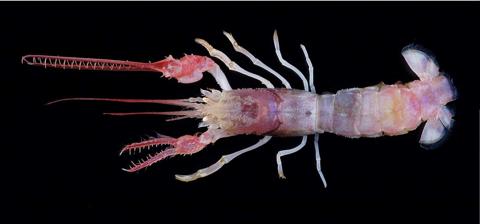 Otherwordly Sea Creatures People Rarely See