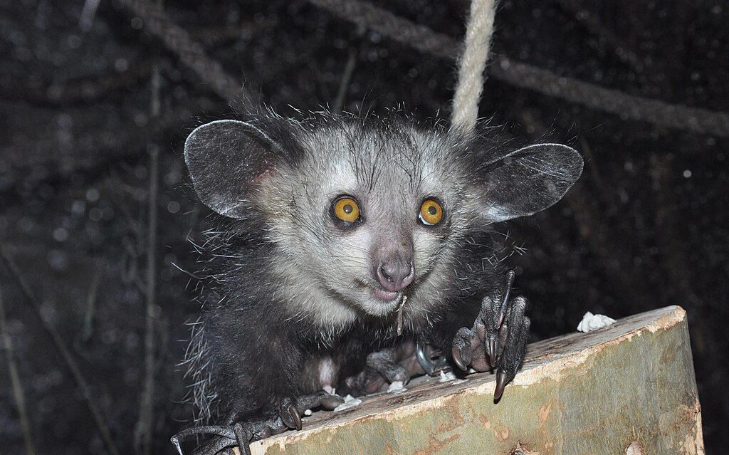 Some of these Majestic Animals Can Only be Found in Madagascar