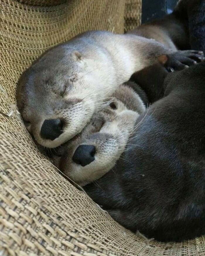 Heartwarming Otter Facts That Will Make Your Day A Little Brighter