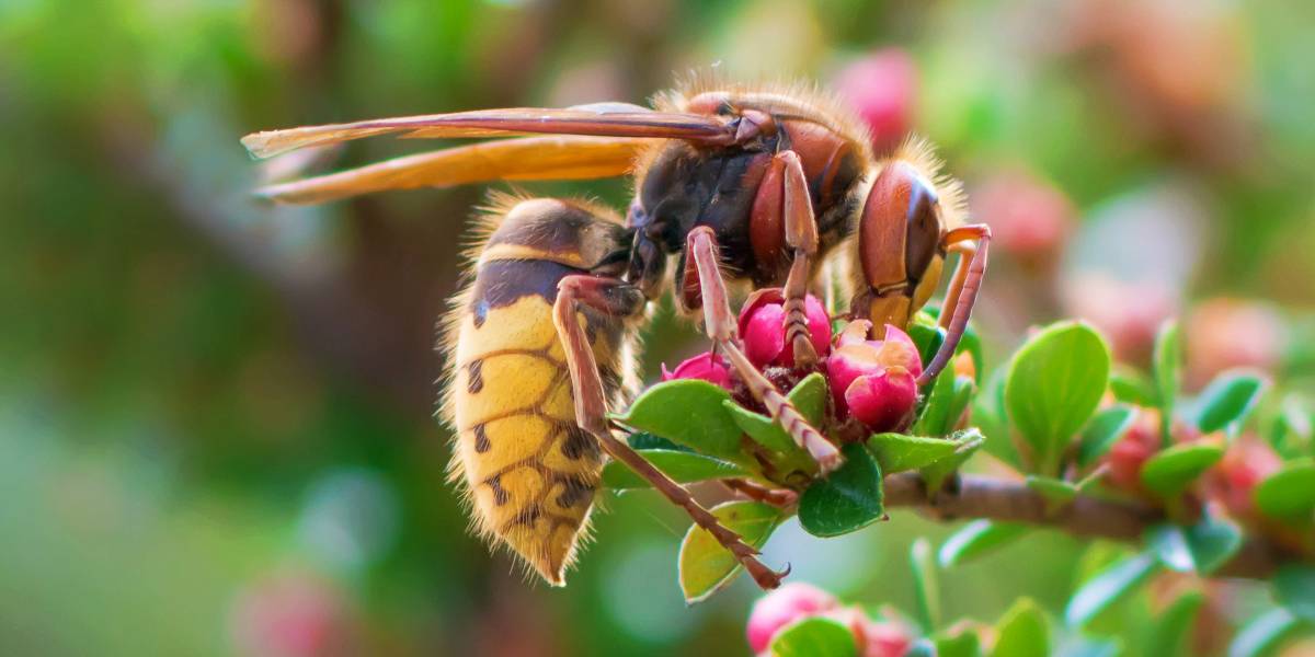 Terrifying Bees & Wasps That Will Keep You Indoors