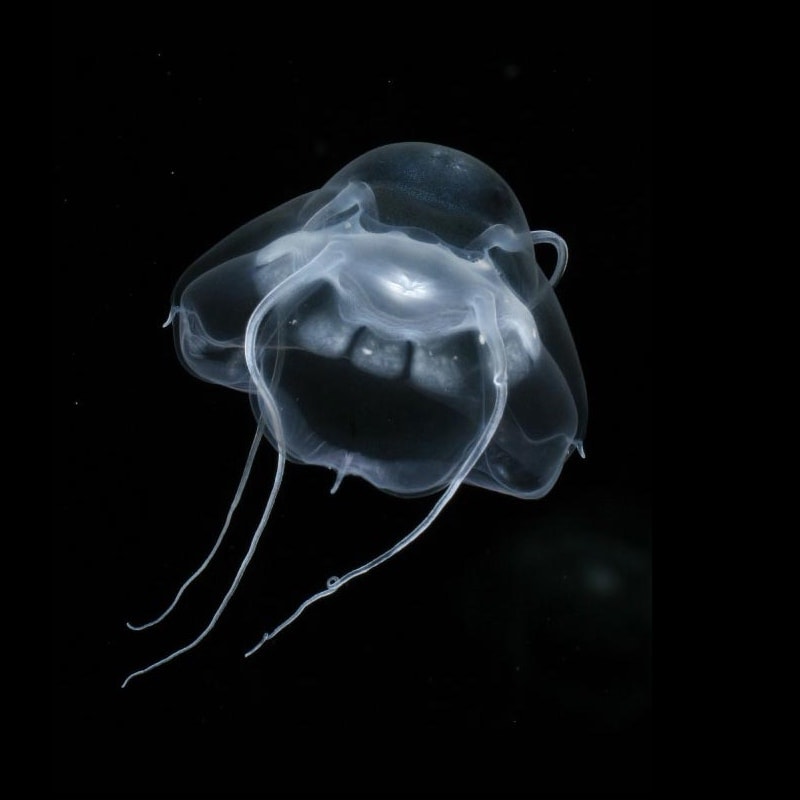 Otherwordly Sea Creatures People Rarely See