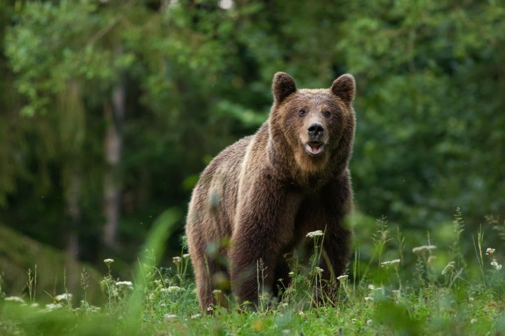 40 Times Earth’s Animals Created Nightmares