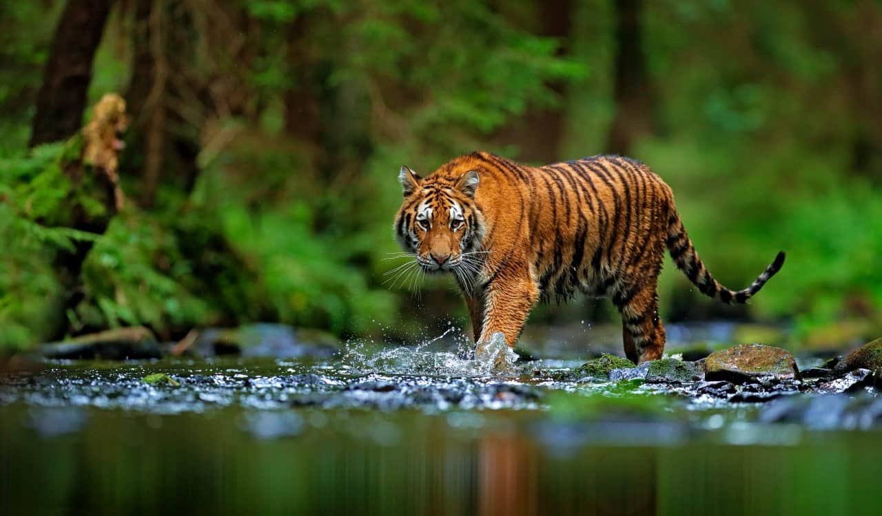 40 of the Most Impressive Predatory Cats in Nature