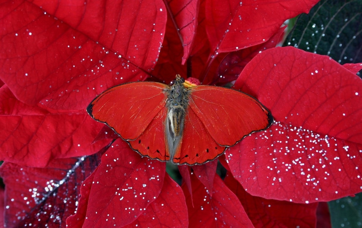 These Animals Have Mastered The Art Of Nature’s Camouflage