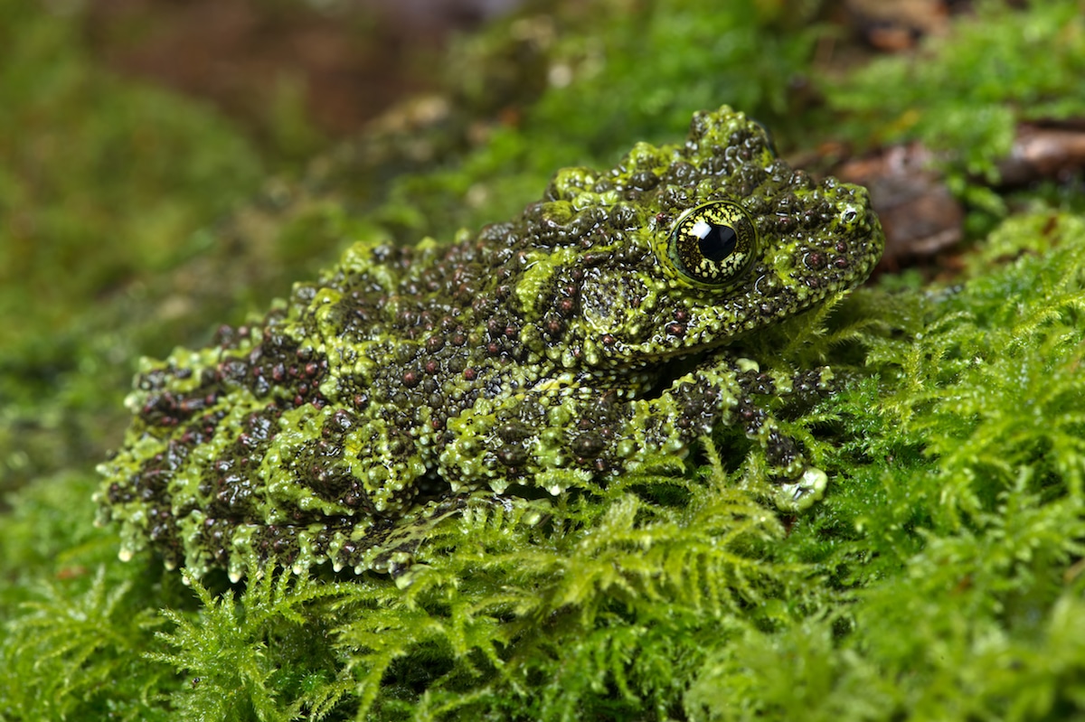 These Animals Have Mastered The Art Of Nature’s Camouflage