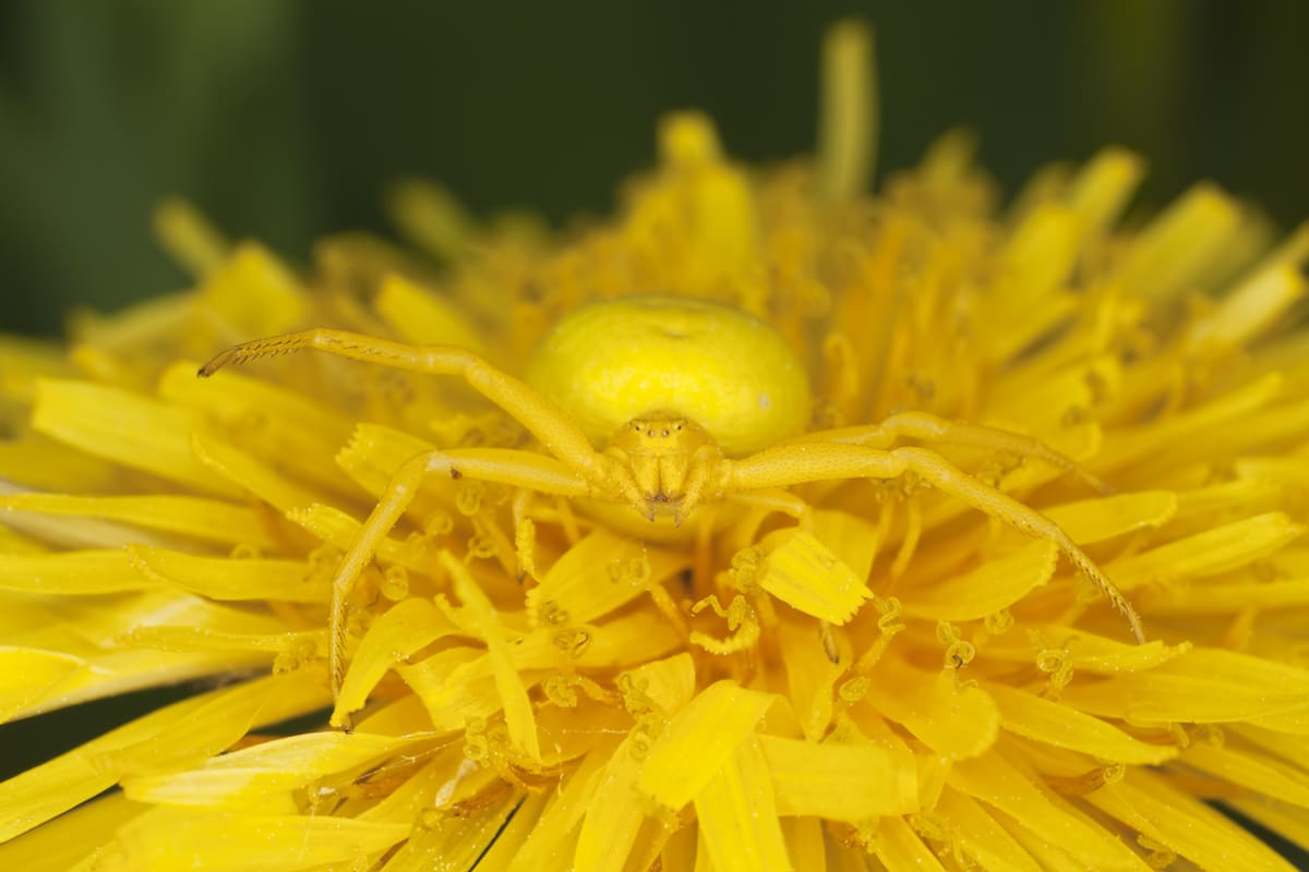 These Animals Have Mastered The Art Of Nature’s Camouflage