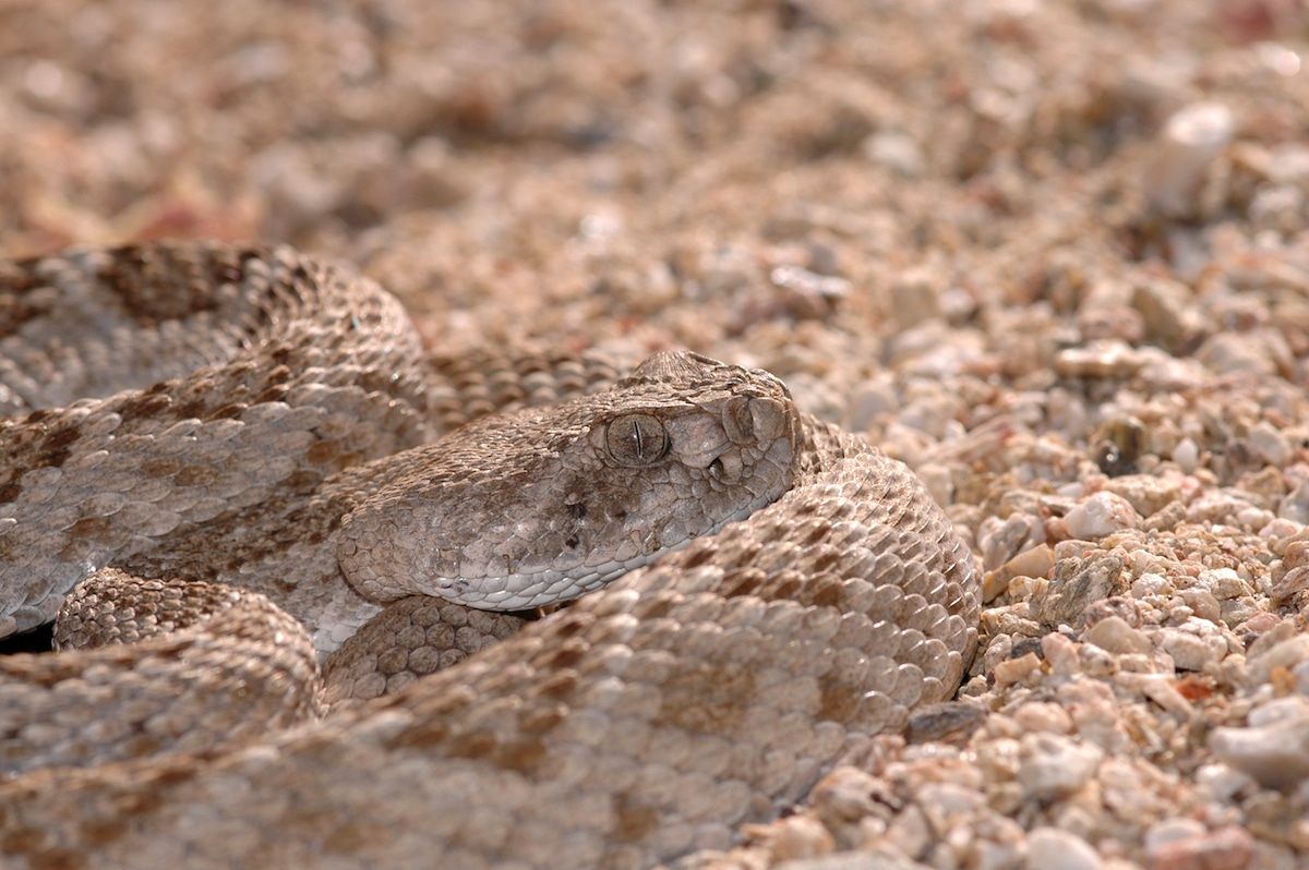 These Animals Have Mastered The Art Of Nature’s Camouflage