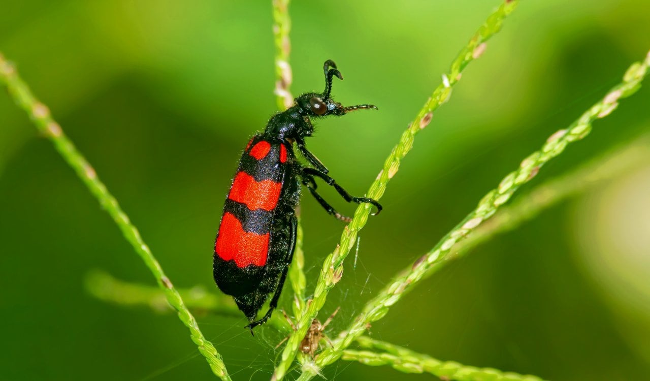 Animals That Inspired Scientists To Do Incredible Things