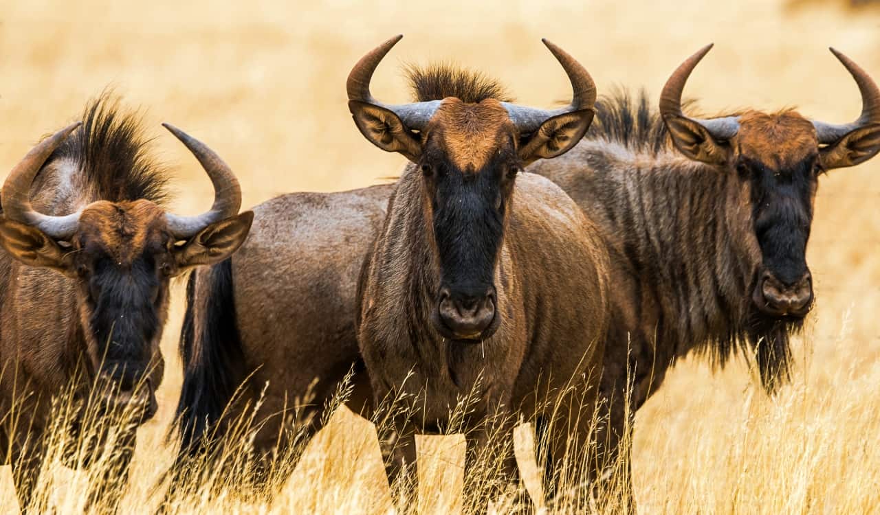 The Fastest Animals on the Planet Today