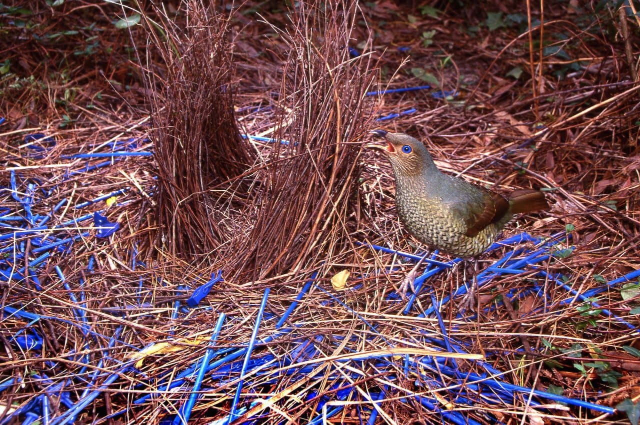 These Tool-Wielding Animals Are Entering the Stone Age