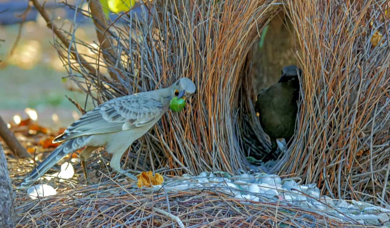 Strangest Animal Habits That People Never See