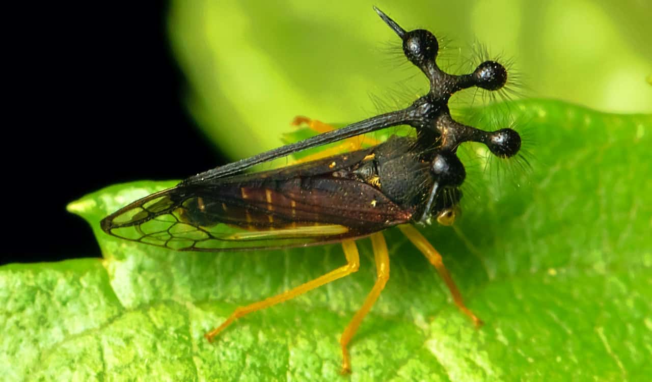 The World’s Creepiest Insects That Will Make Anybody’s Skin Crawl