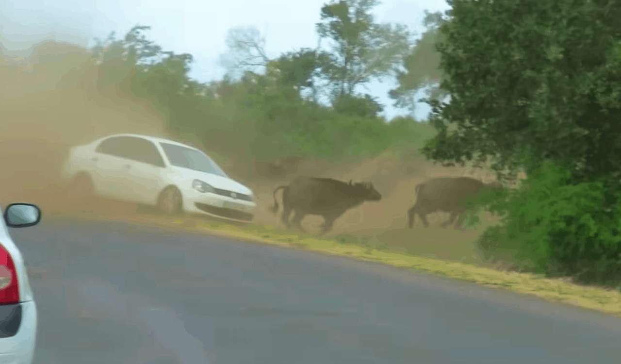 People Open Up About Their Nightmare Wildlife Safari Stories