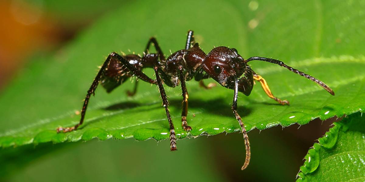 The World’s Creepiest Insects That Will Make Anybody’s Skin Crawl