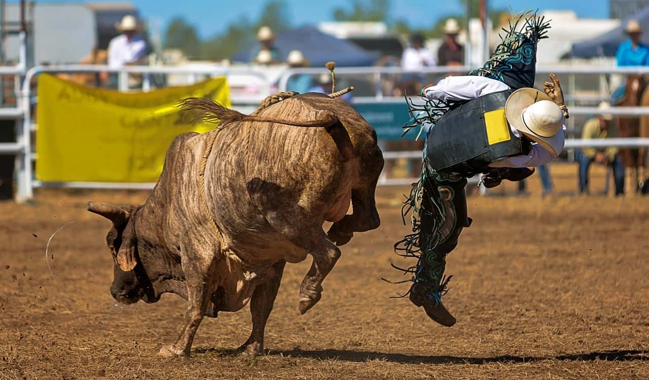 The Deadliest Animals In The United States