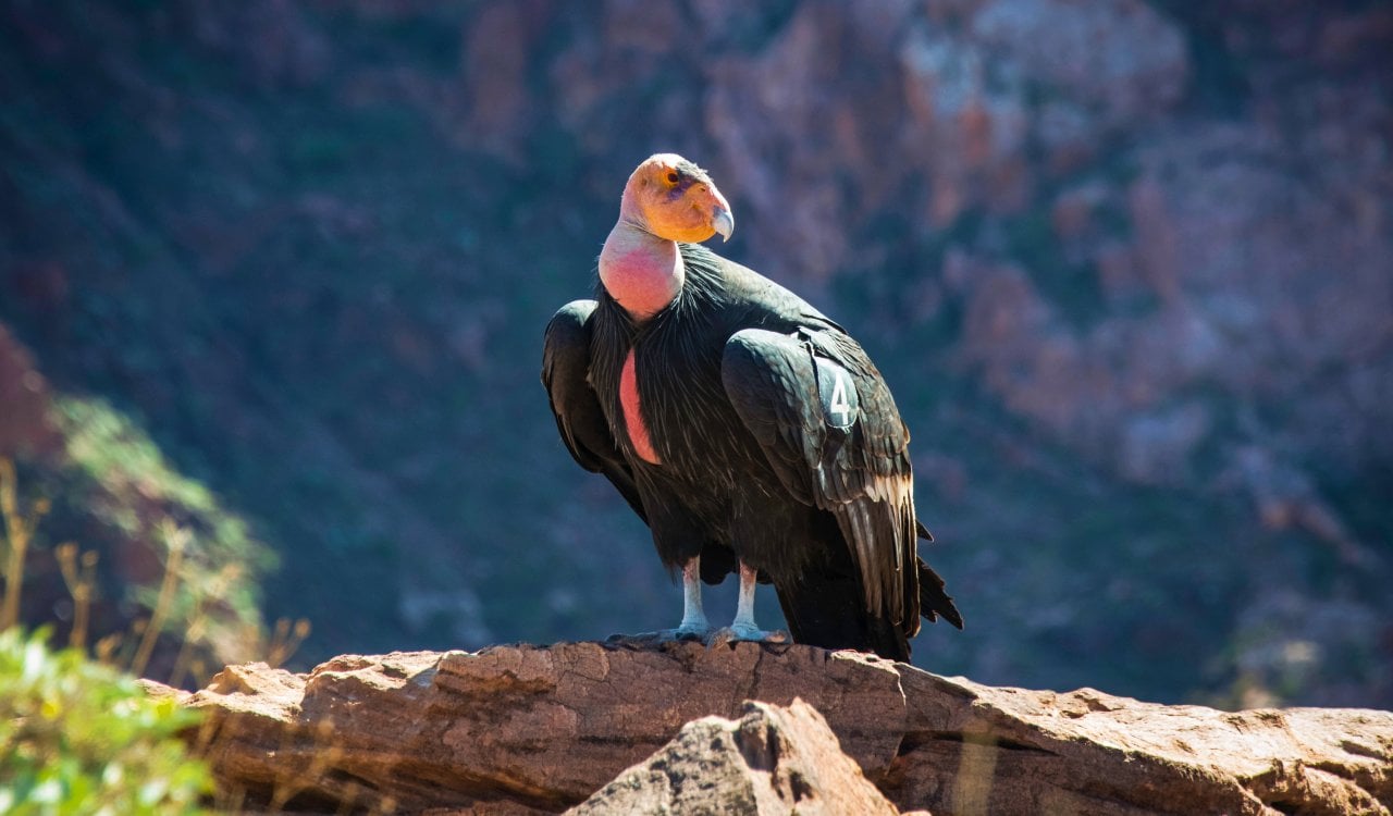 These Mysterious Animals Still Baffle Scientists