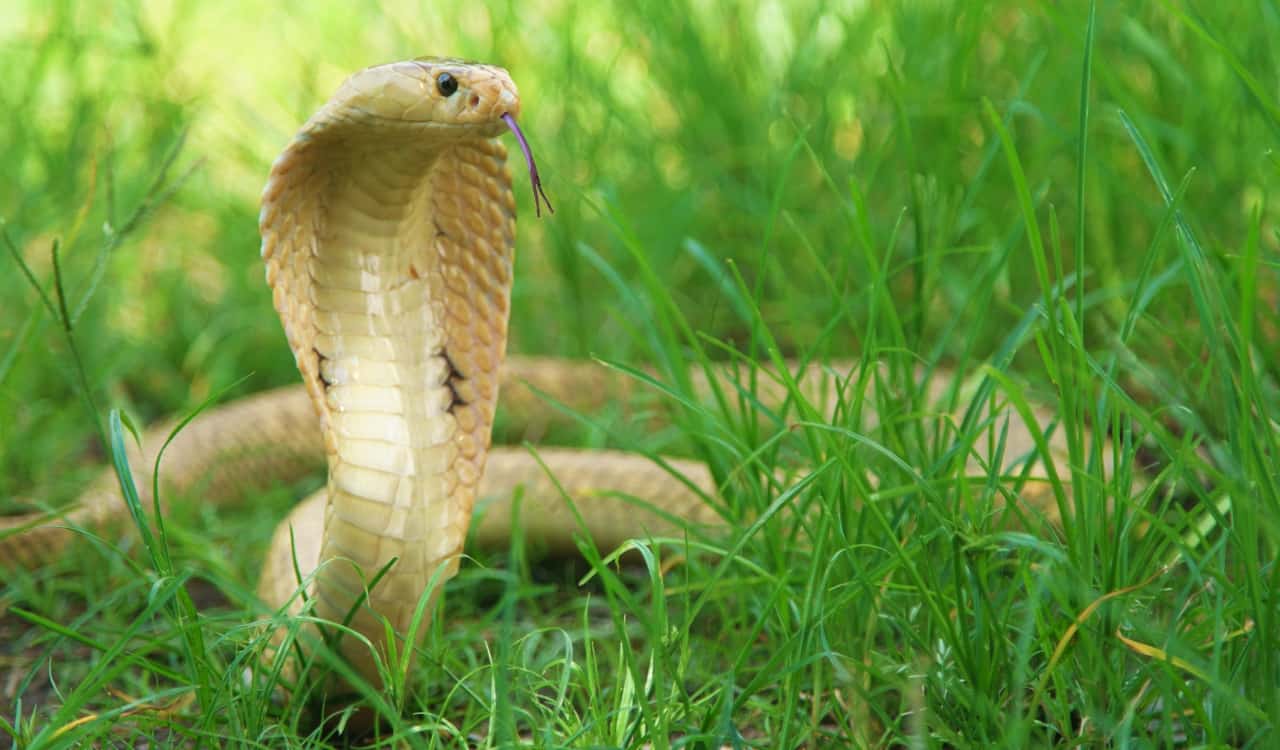 The Most Venomous Snakes On Planet Earth Today