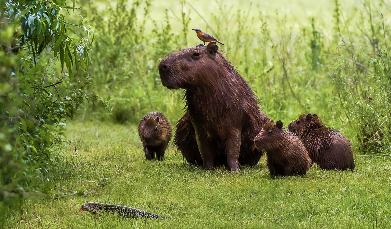 The Most Unique Animals Ever Discovered