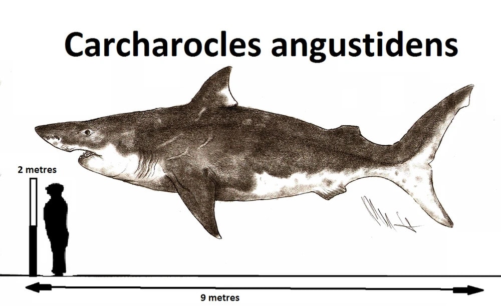 A List of Ancient Sharks from Small to Scary