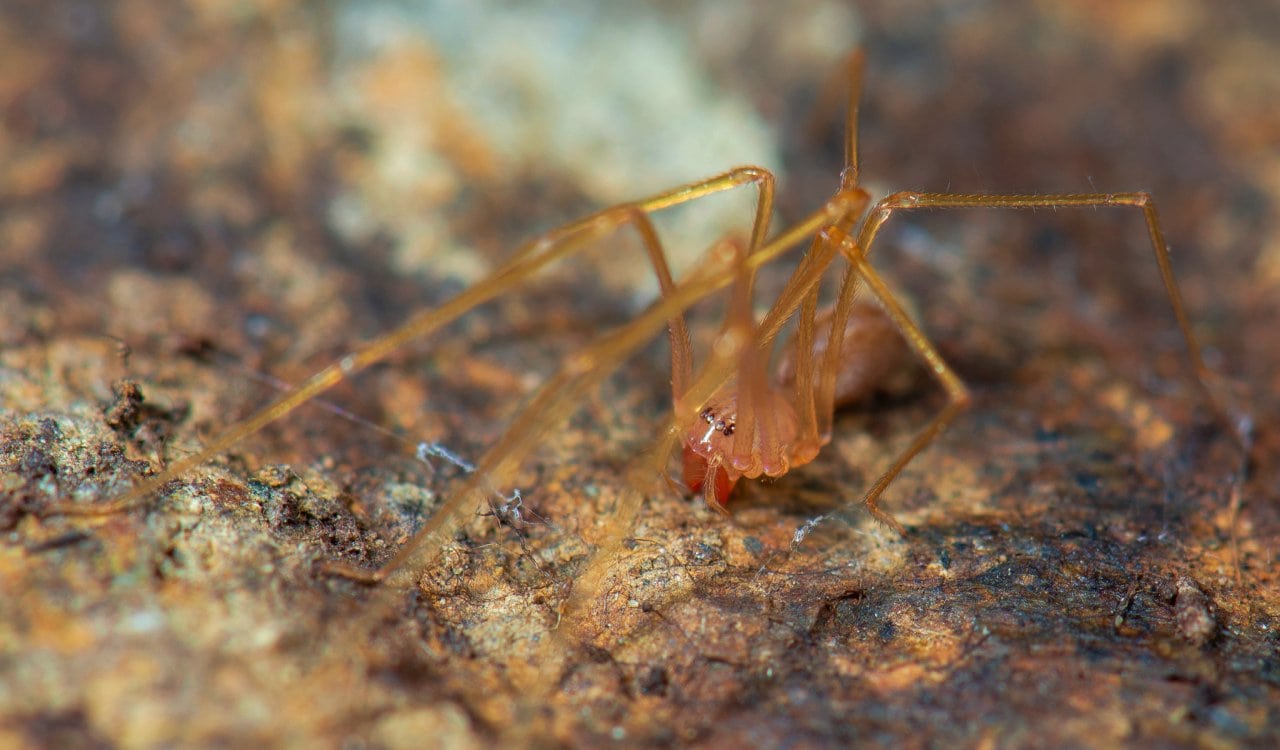 Creepy Animals That Evolved To Live In Caves