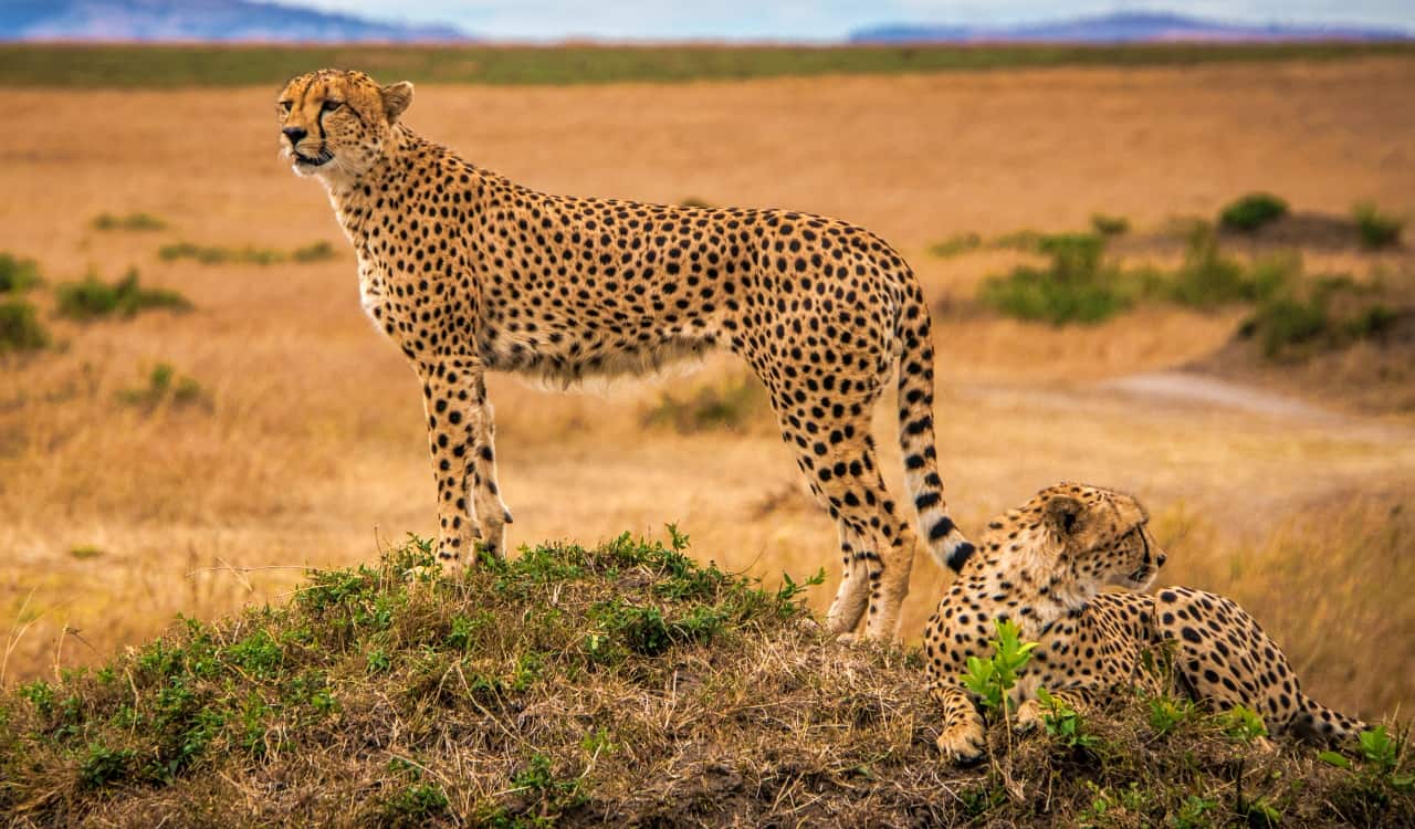 The Fastest Animals on the Planet Today