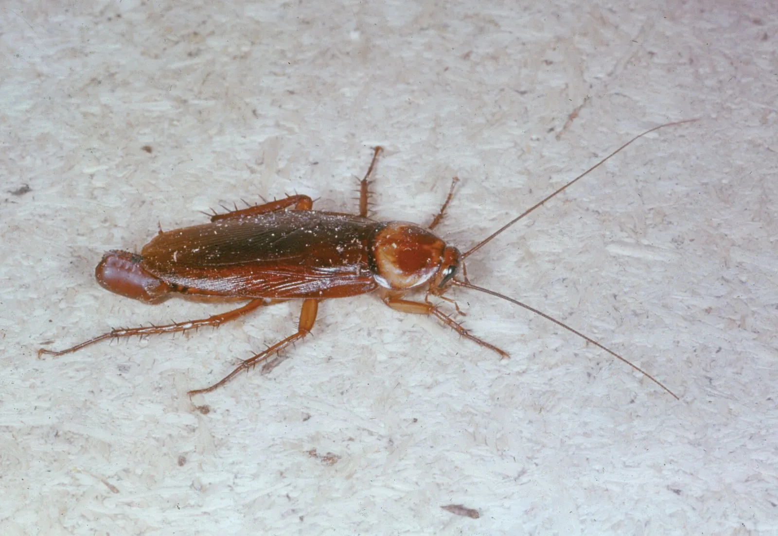 Cockroaches Are Now Immune to Insecticides, Making Them A Superbug