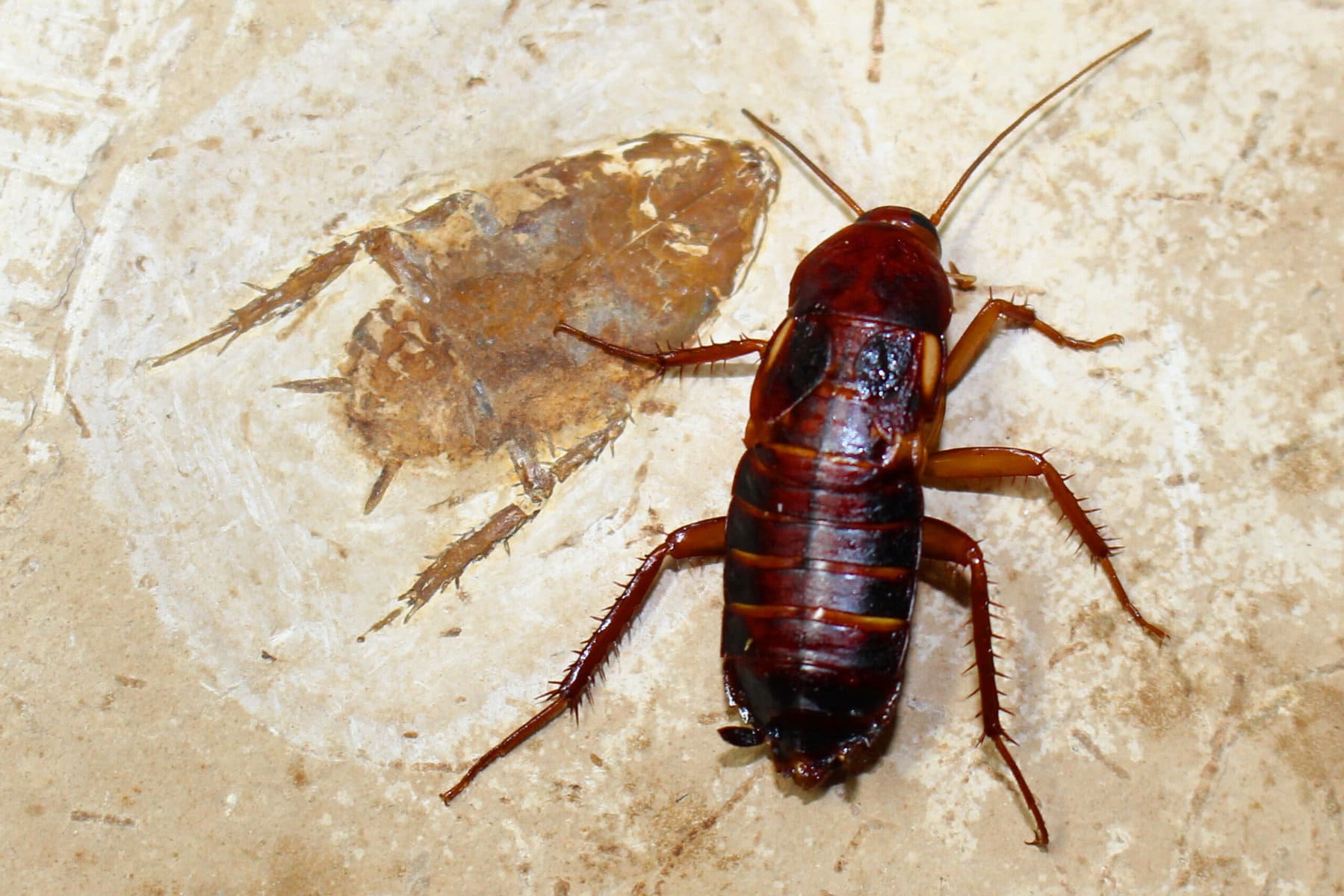 Cockroaches Are Now Immune to Insecticides, Making Them A Superbug