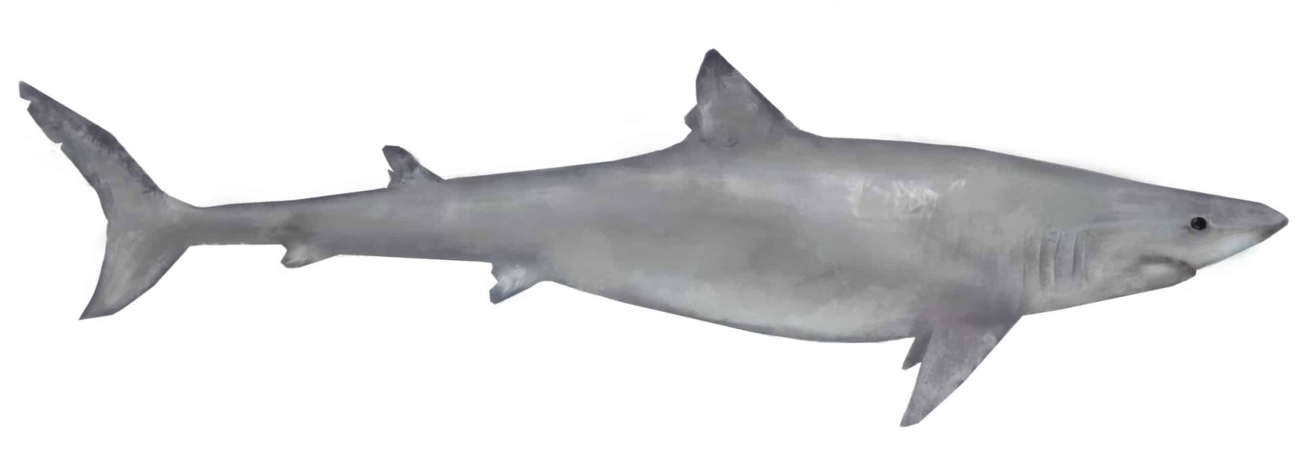 A List of Ancient Sharks from Small to Scary