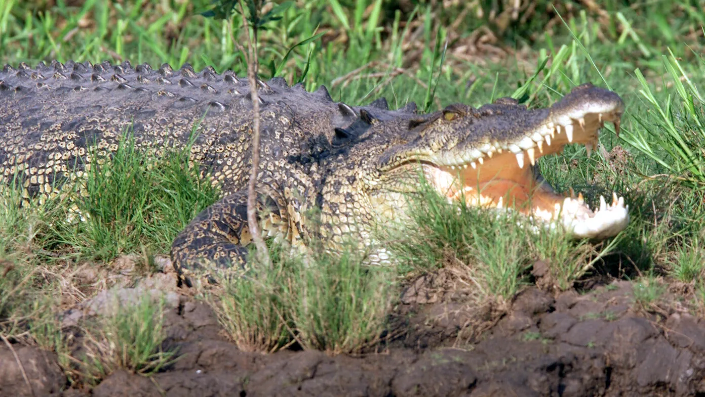 Why Saltwater Crocodiles Are The Scariest Reptile Alive