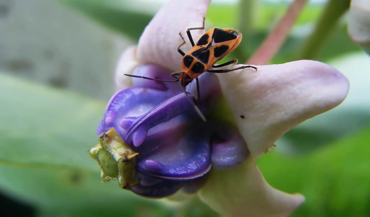 A Natural Science Enthusiast’s Guide to Medicinal Plants