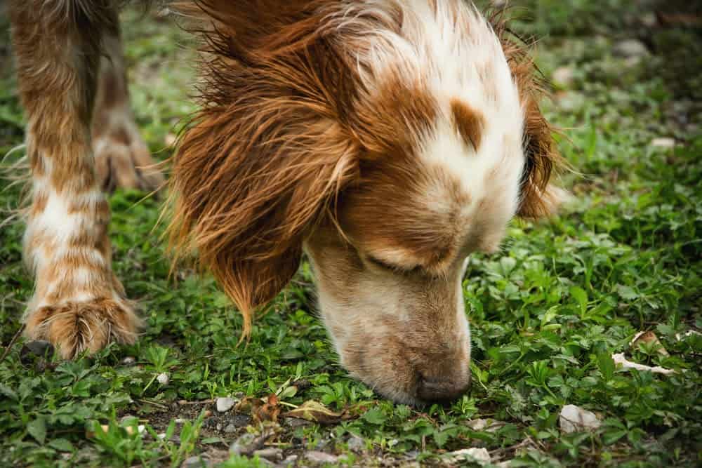 This Study about Processing Numbers Proves Dogs are Smarter than Expected