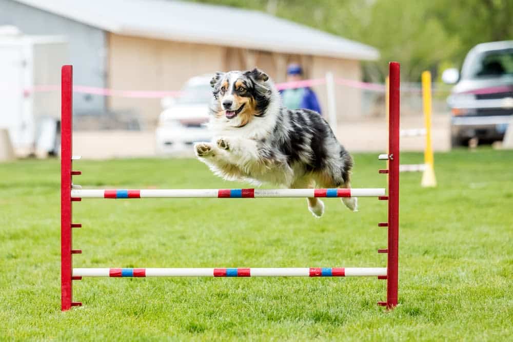 This Study about Processing Numbers Proves Dogs are Smarter than Expected