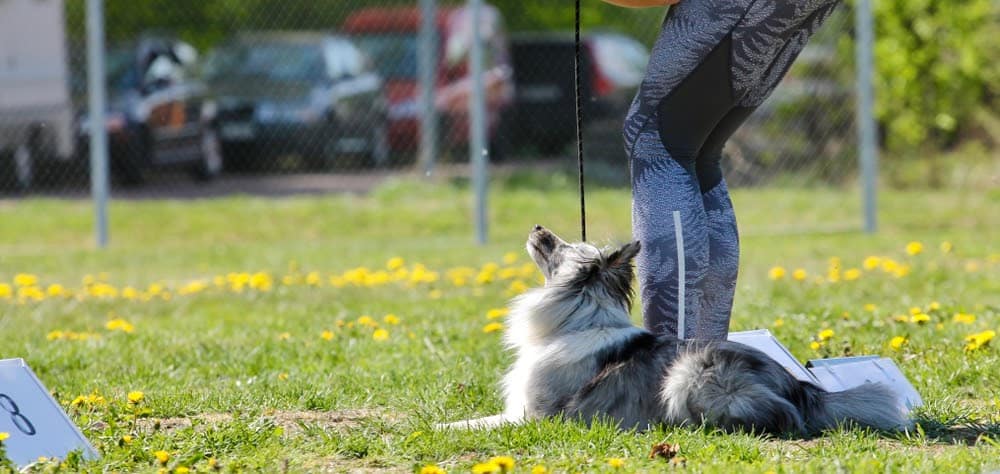 This Study about Processing Numbers Proves Dogs are Smarter than Expected