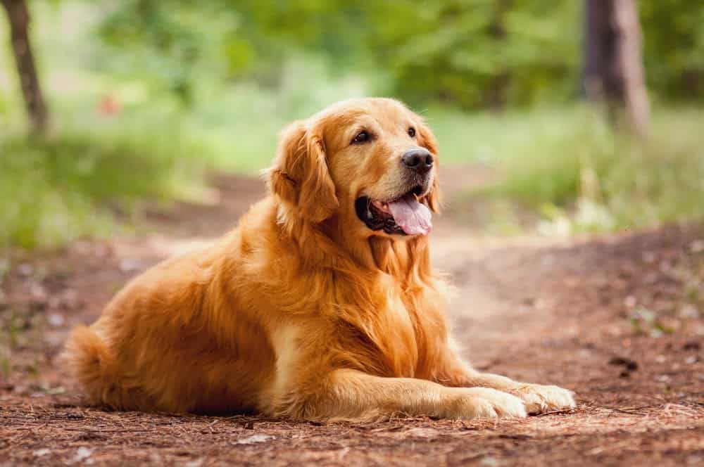 This Study about Processing Numbers Proves Dogs are Smarter than Expected