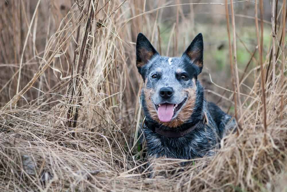 This Study about Processing Numbers Proves Dogs are Smarter than Expected