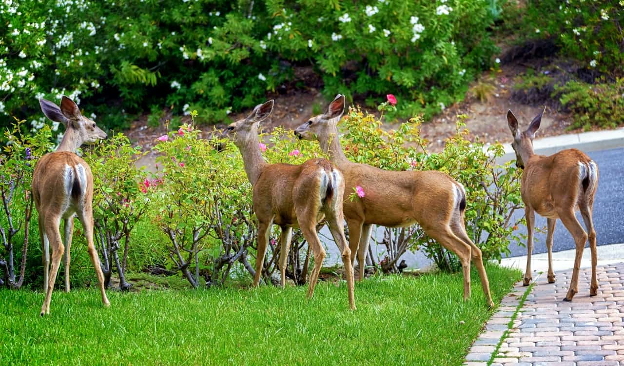 The Deadliest Animals In The United States