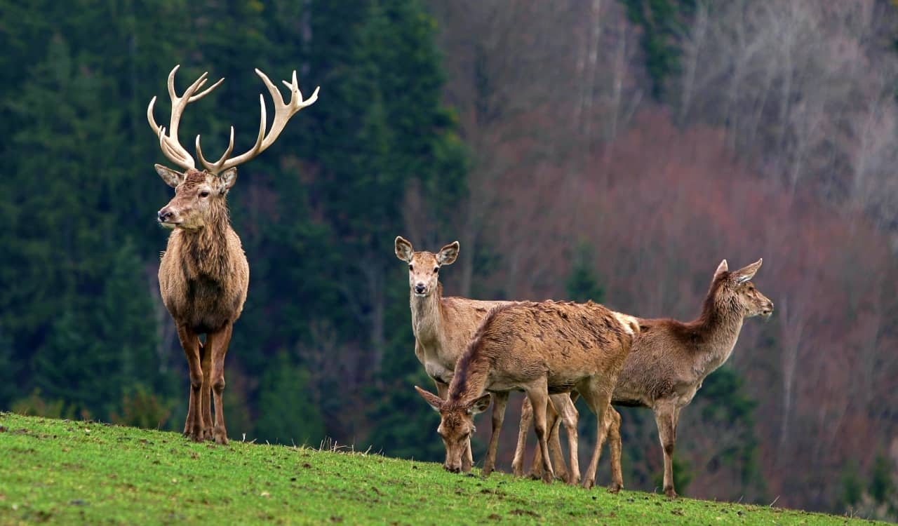 The Deadliest Animals In The United States