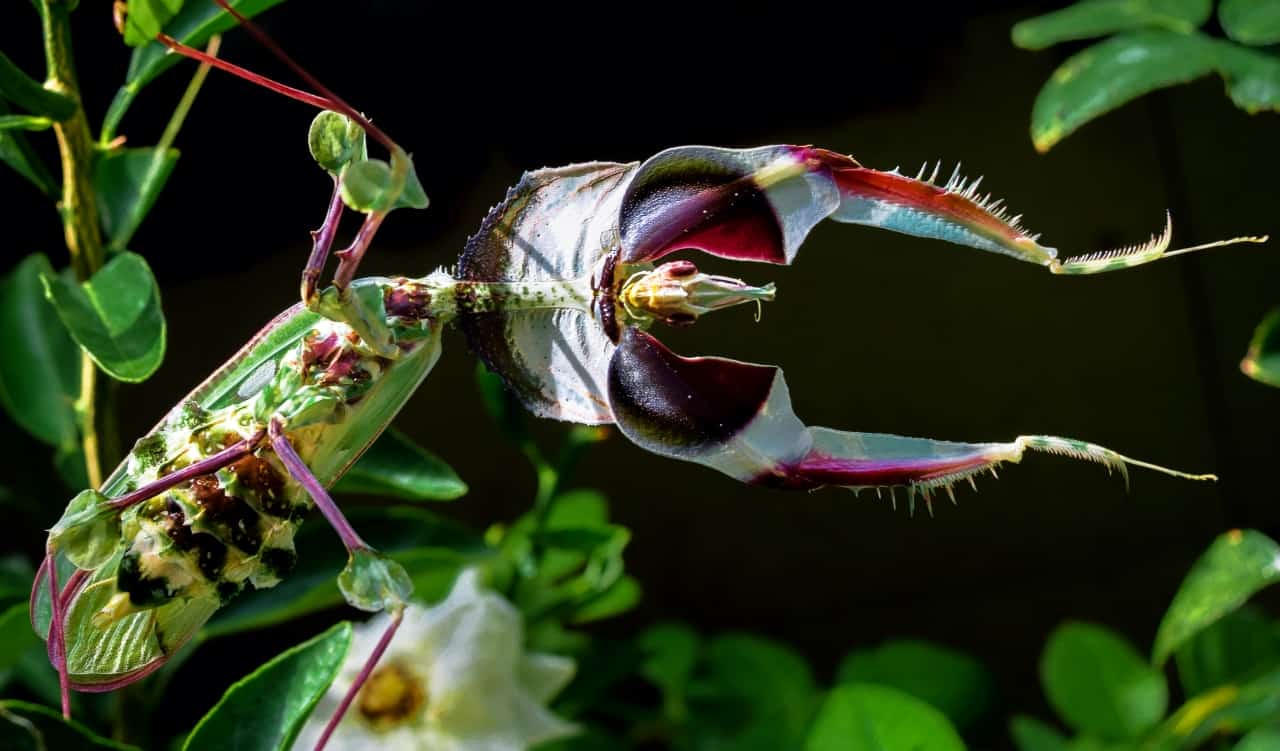 The World’s Creepiest Insects That Will Make Anybody’s Skin Crawl