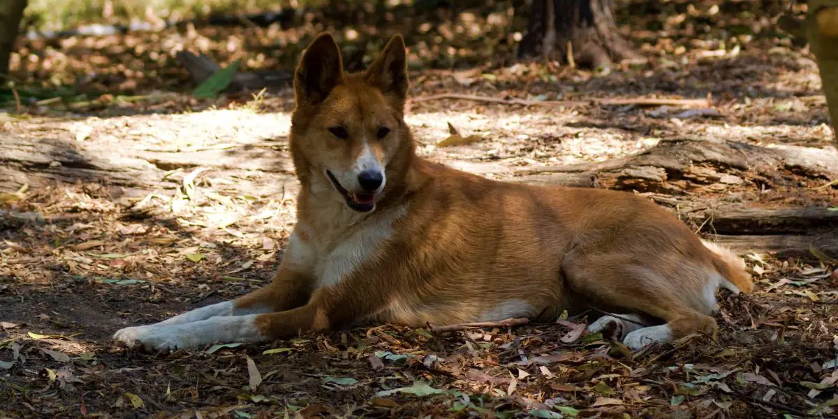 The Top Deadliest Animals In Australia