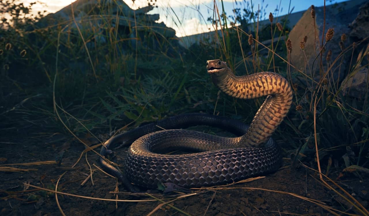 The Most Venomous Snakes On Planet Earth Today