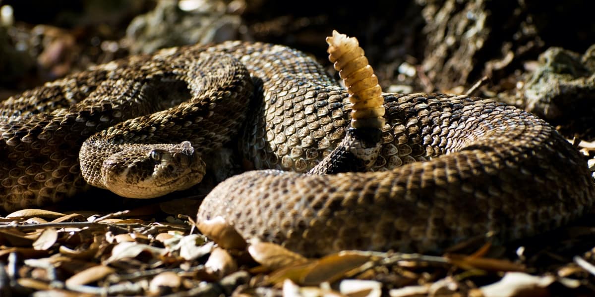 Avoid these Venomous Animals at All Costs